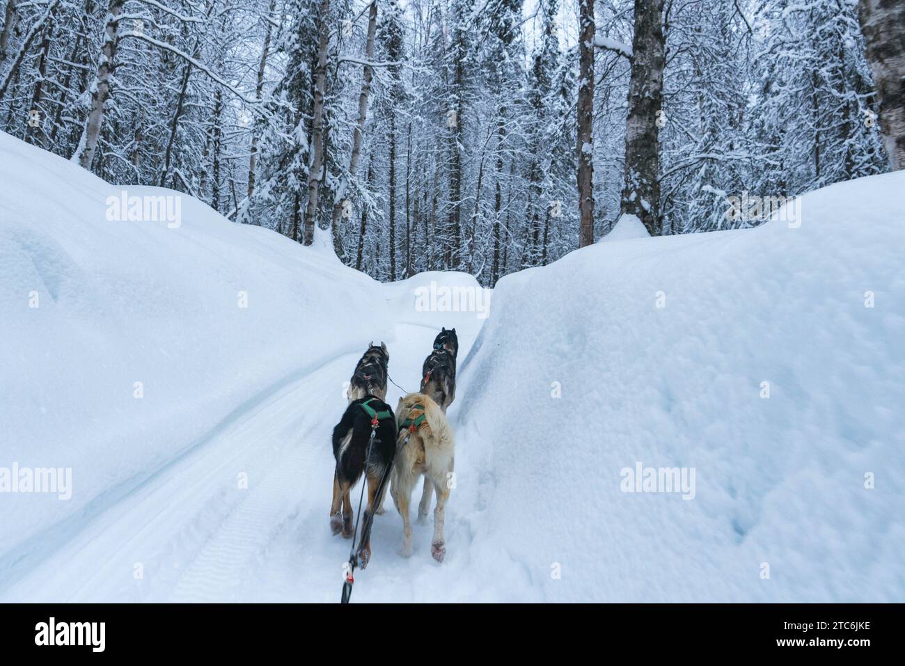 L'équipe de traîneaux à chiens court dans la neige profonde dans la forêt en Alaska Banque D'Images