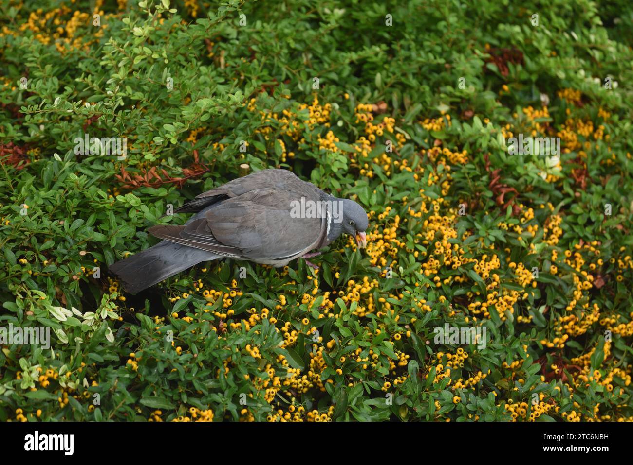 Pigeon sauvage ou Pigeon de rue, Columba livia domestica, nourrissant ou mangeant des baies d'orange ou Pyracantha ou Firethorn Hedge Banque D'Images