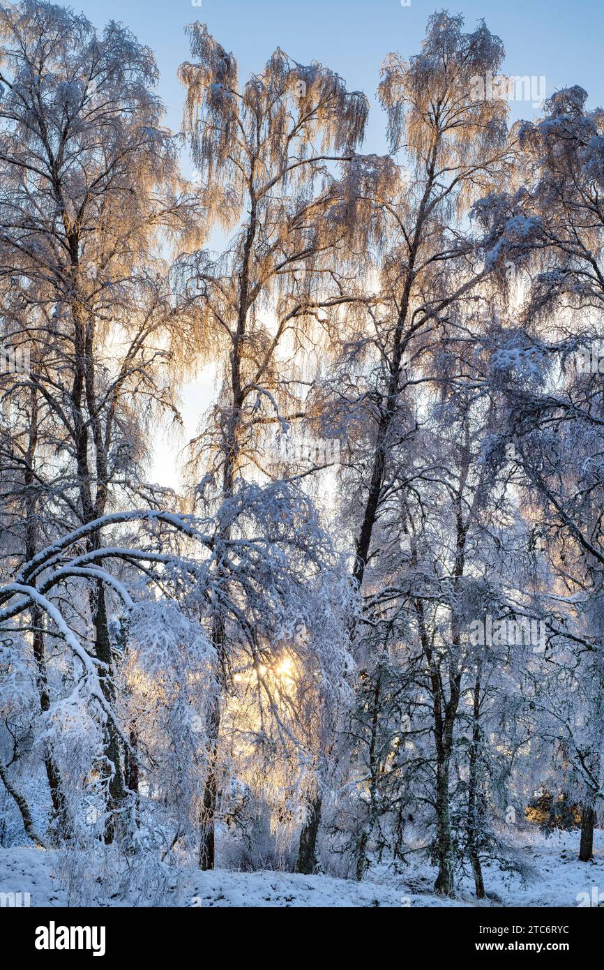 Betula pendula. Branches de bouleau argenté couvertes de neige gelée au coucher du soleil. Écosse Banque D'Images
