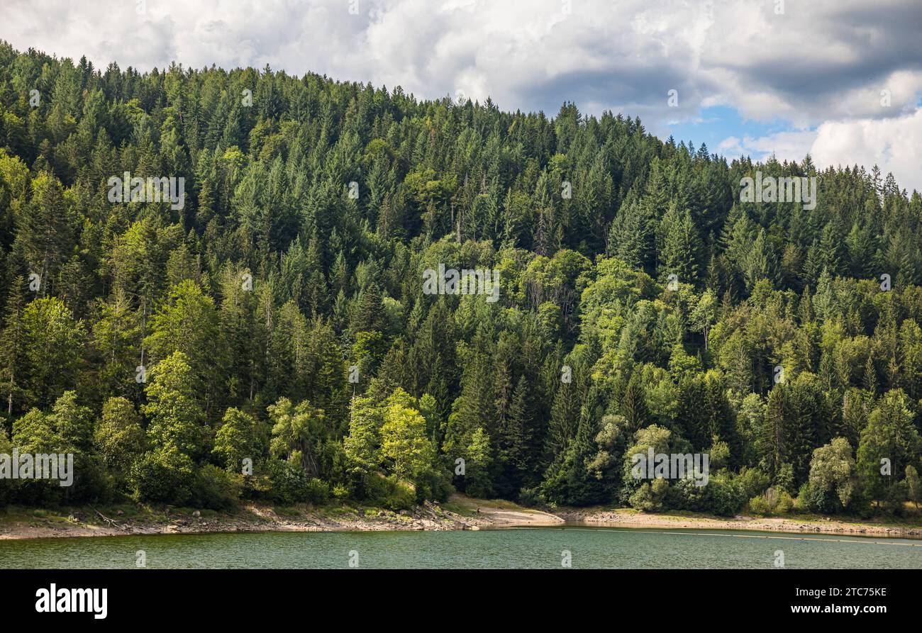 Südschwarzwald Blick auf die Tannenbäume, welche typisch sind für den Schwarzwald. Dachsberg, Deutschland, 01.08.2022 *** vue du sud de la Forêt Noire sur les sapins, qui sont typiques de la Forêt Noire Dachsberg, Allemagne, 01 08 2022 Credit : Imago/Alamy Live News Banque D'Images