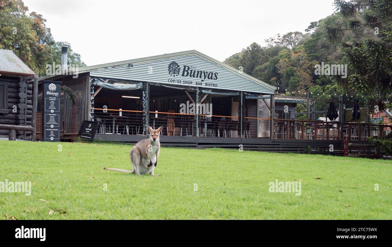 Bunya Mountains, Queensland, Australie - Kangourou sur l'herbe près de la taverne Bunya Banque D'Images