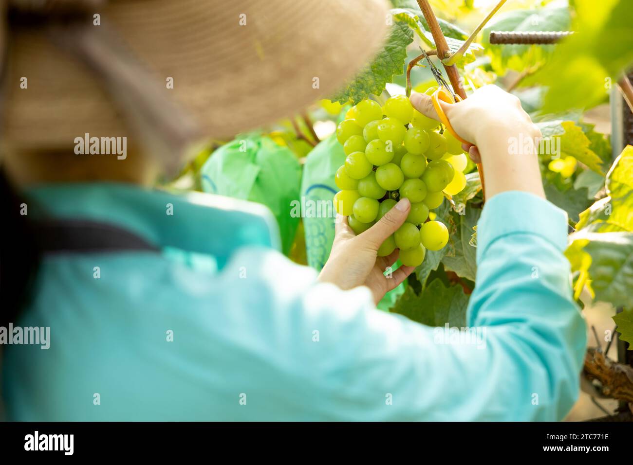 Une jeune agricultrice récolte des raisins mûrs dans son vignoble Banque D'Images