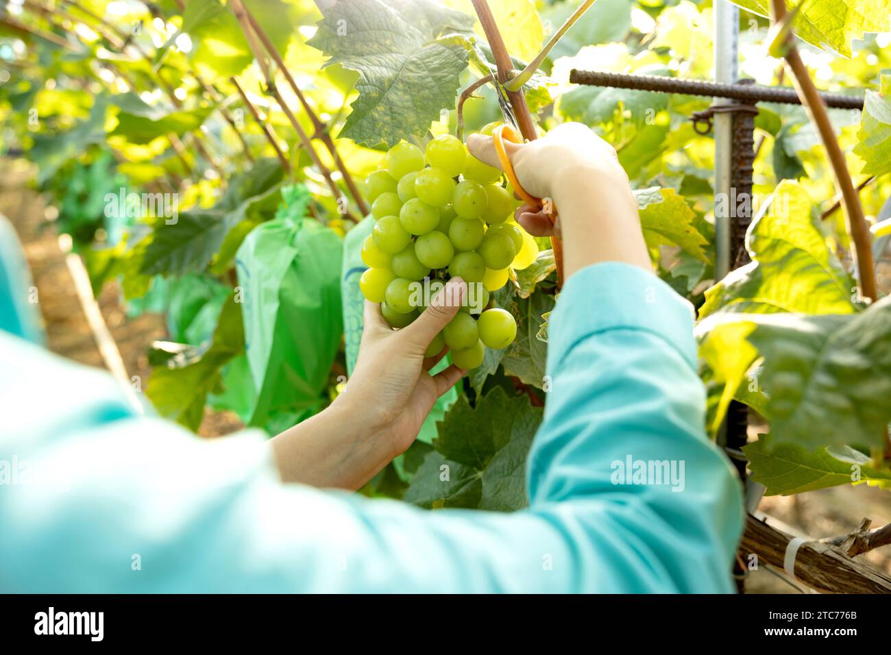Une jeune agricultrice récolte des raisins mûrs dans son vignoble Banque D'Images