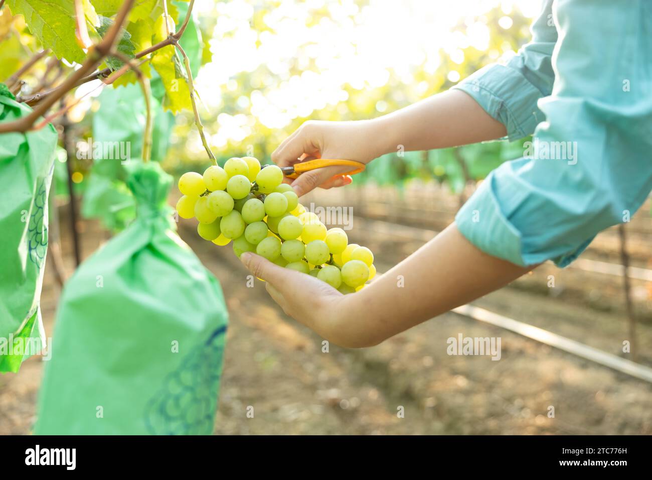 Une jeune agricultrice récolte des raisins mûrs dans son vignoble Banque D'Images
