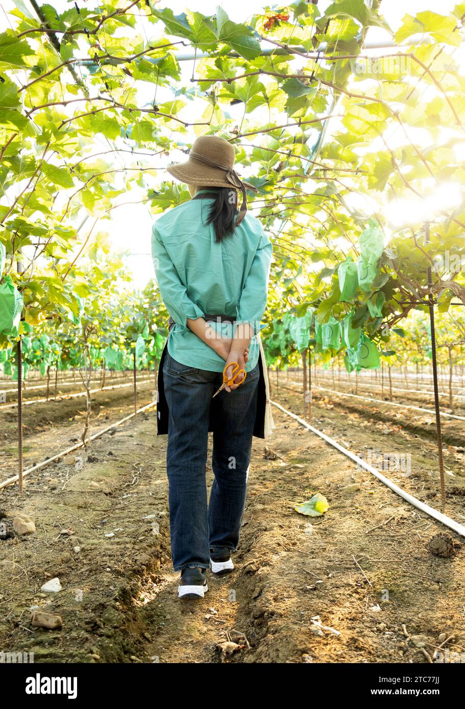 Vue arrière d'une jeune agricultrice coréenne marchant vers l'avant en regardant les récoltes de son vignoble Banque D'Images