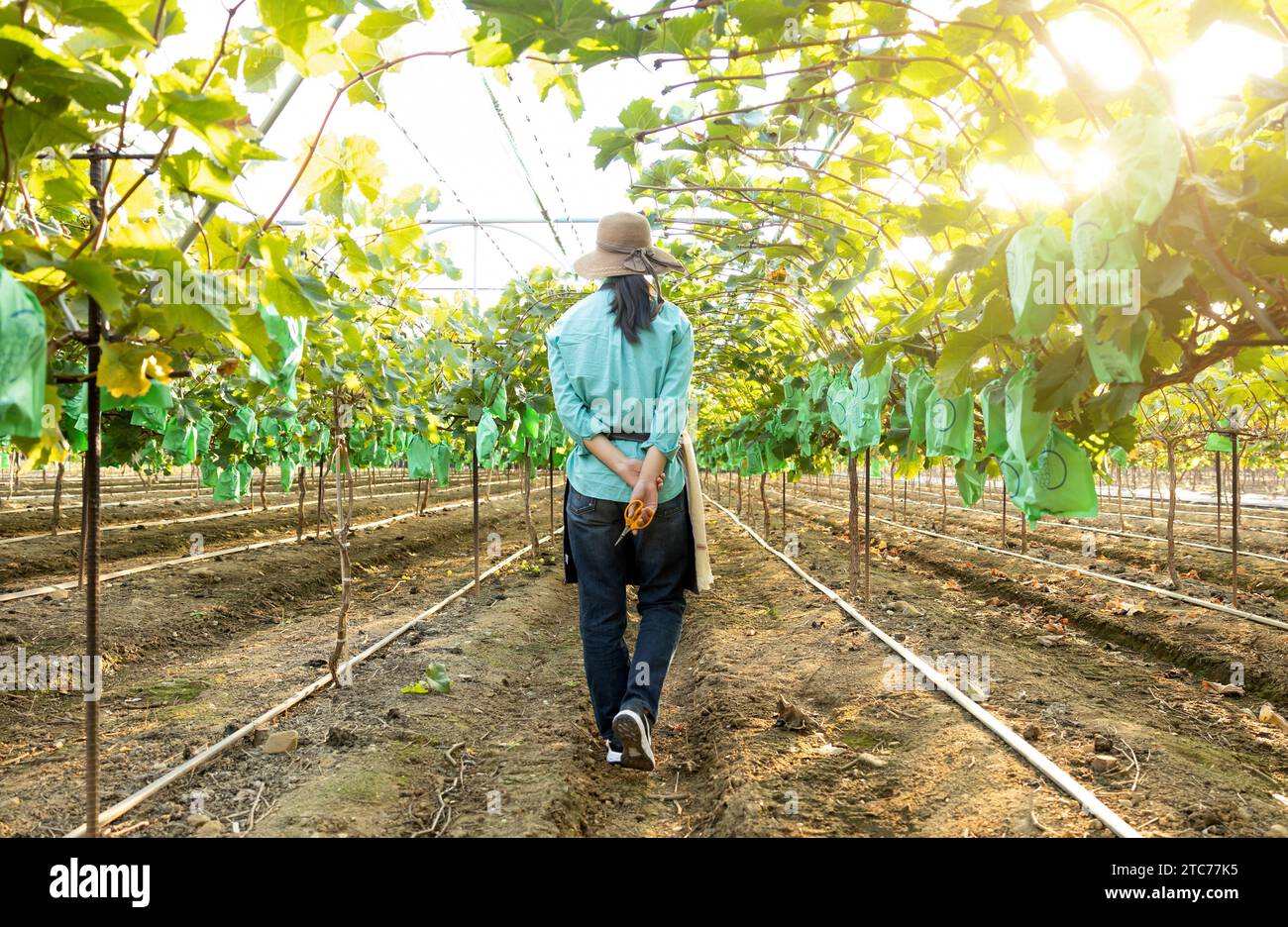 Vue arrière d'une jeune agricultrice coréenne marchant vers l'avant en regardant les récoltes de son vignoble Banque D'Images