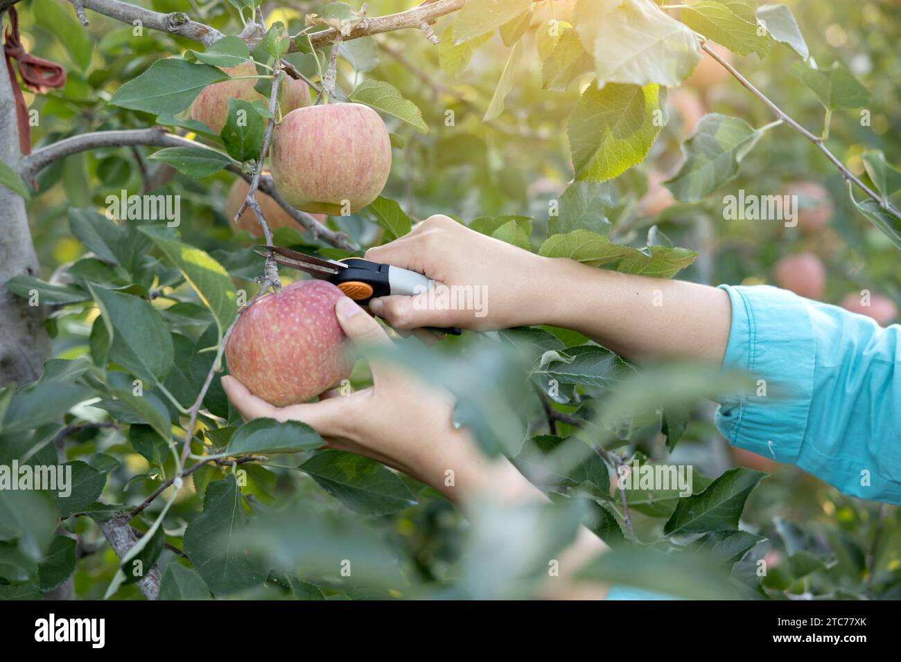 Une jeune agricultrice récolte des pommes mûres dans son vignoble Banque D'Images