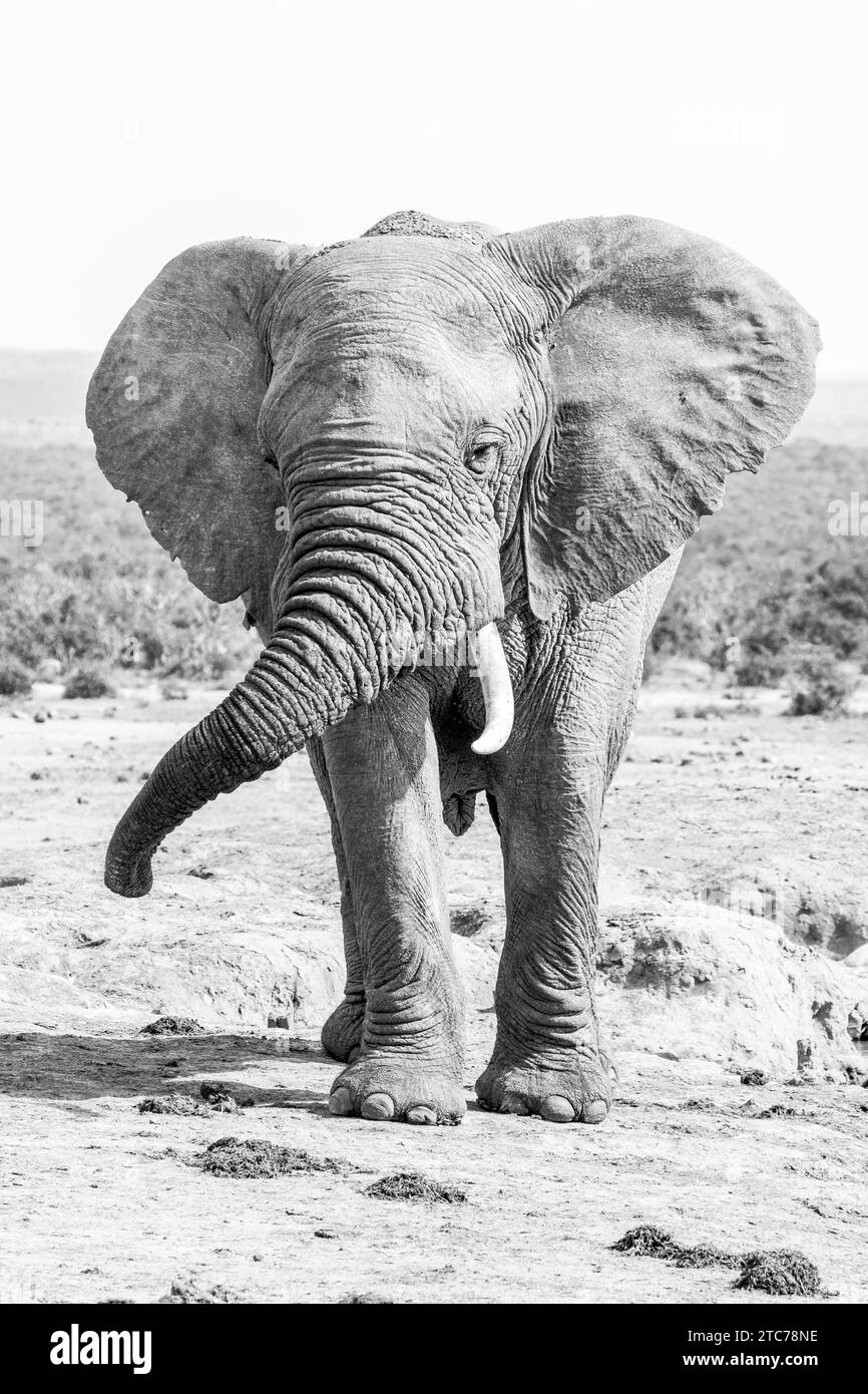 Éléphant d'Afrique (Loxodonta africana) incrusté de boue séchée dans un trou d'eau, Addo Elephant National Park, Eastern Cape, Afrique du Sud, Black and WHI Banque D'Images