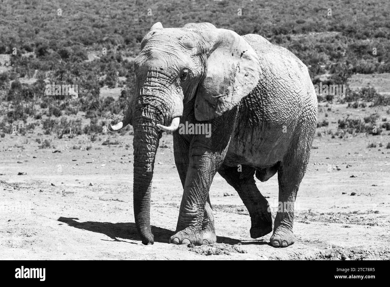 Taureau éléphant d'Afrique (Loxodonta africana) Addo Elephant National Park, Eastern Cape, Afrique du Sud Banque D'Images