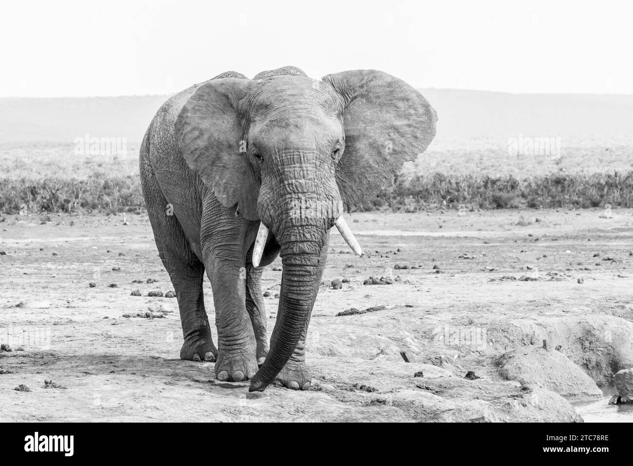 Portrait en noir et blanc d'un éléphant d'Afrique (Loxodonta africana) Addo Elephant National Park, Eastern Cape, Afrique du Sud Banque D'Images