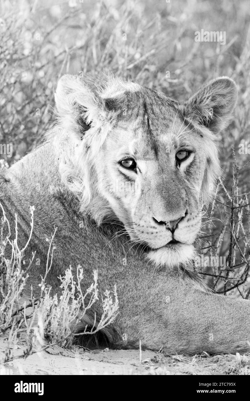 Jeune mâle Kalahari Lion (Panthera Leo) Kgalagadi Parc transfrontalier, Kalahari, Cap Nord, Afrique du Sud, couché sur une dune de sable près de Nossob au coucher du soleil Banque D'Images