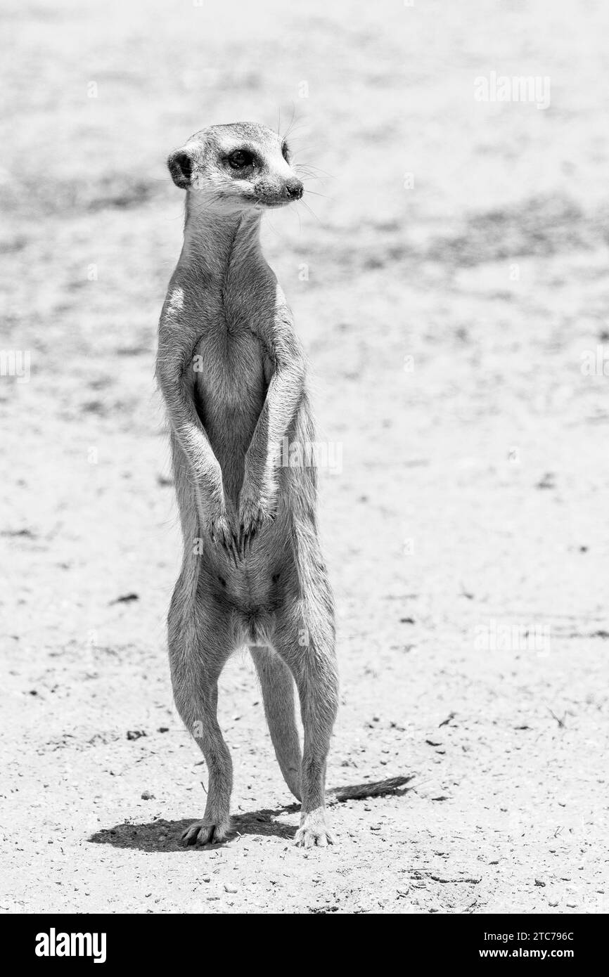 Meerkat à queue élancée ou Suricate (Suricata suricata) Parc transfrontalier de Kgalagadi, Kalahari, Cap Nord, Afrique du Sud Banque D'Images