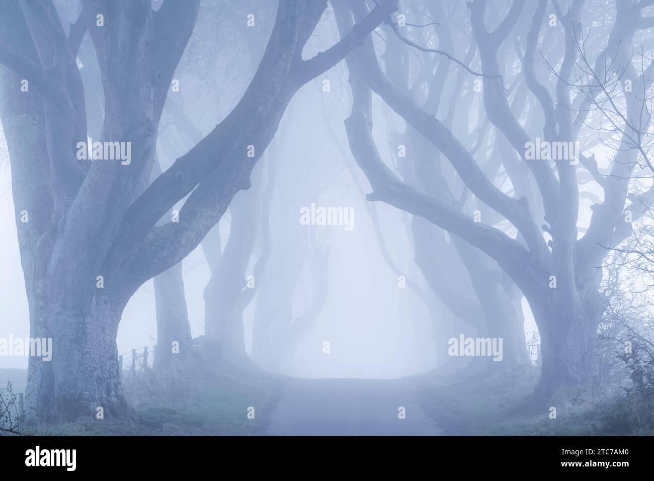 Arbres brumeux sur la célèbre avenue Dark Hedges dans le comté d'Antrim, en Irlande du Nord. Banque D'Images Arbres brumeux sur la célèbre avenue Dark Hedges dans le comté d'Antrim, en Irlande du Nord. Banque D'Images
