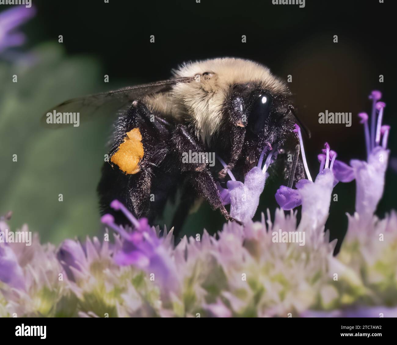 Un gros plan d'une femelle Common Eastern Bumble Bee, Bombus impatiens, utilisant sa langue de proboscis pour récupérer le nectar des fleurs de lavande violette. Banque D'Images