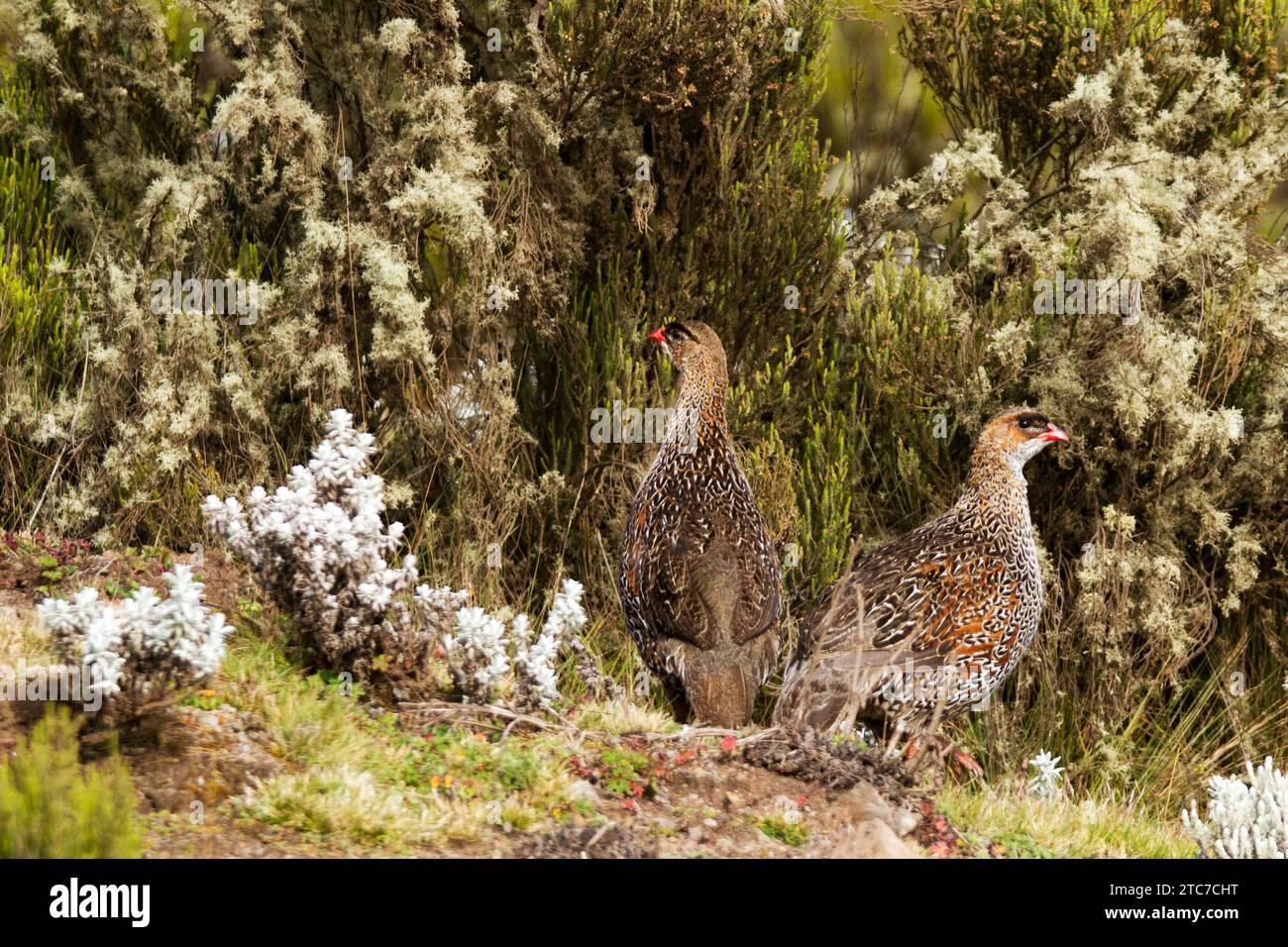 Pternistis castaneicollis (Pternistis castaneicollis) est une espèce d'oiseau de la famille des faisans Phasianidae. On le trouve en Éthiopie et au Somalilan Banque D'Images