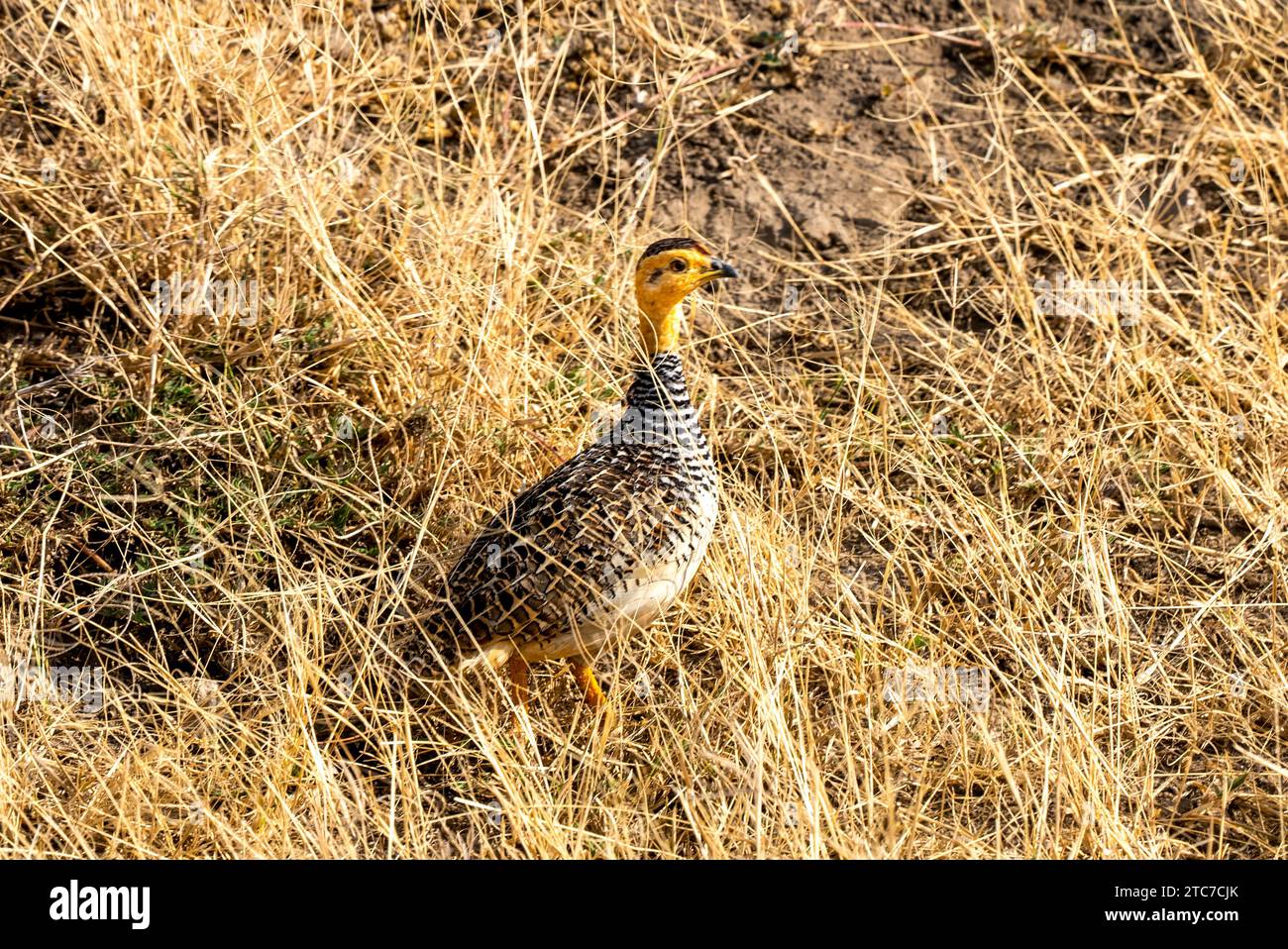 Le mâle Coqui francolin (Campocolinus coqui) est une espèce d'oiseau de la famille des Phasianidae. Photographié en Ethiopie Banque D'Images