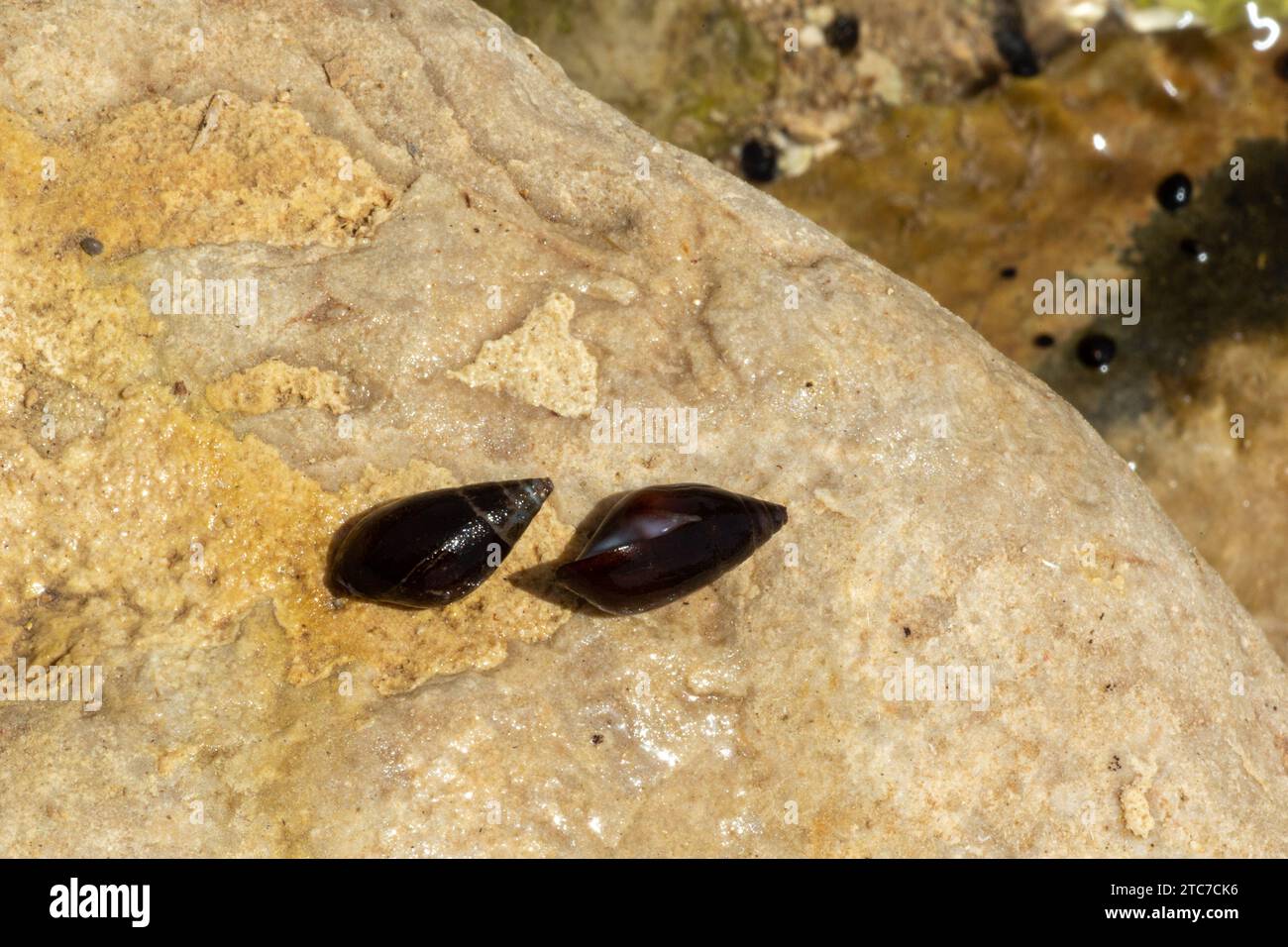 Melanopsis praemorsa est une espèce d'escargot d'eau douce de la famille des Melanopsidae. Banque D'Images