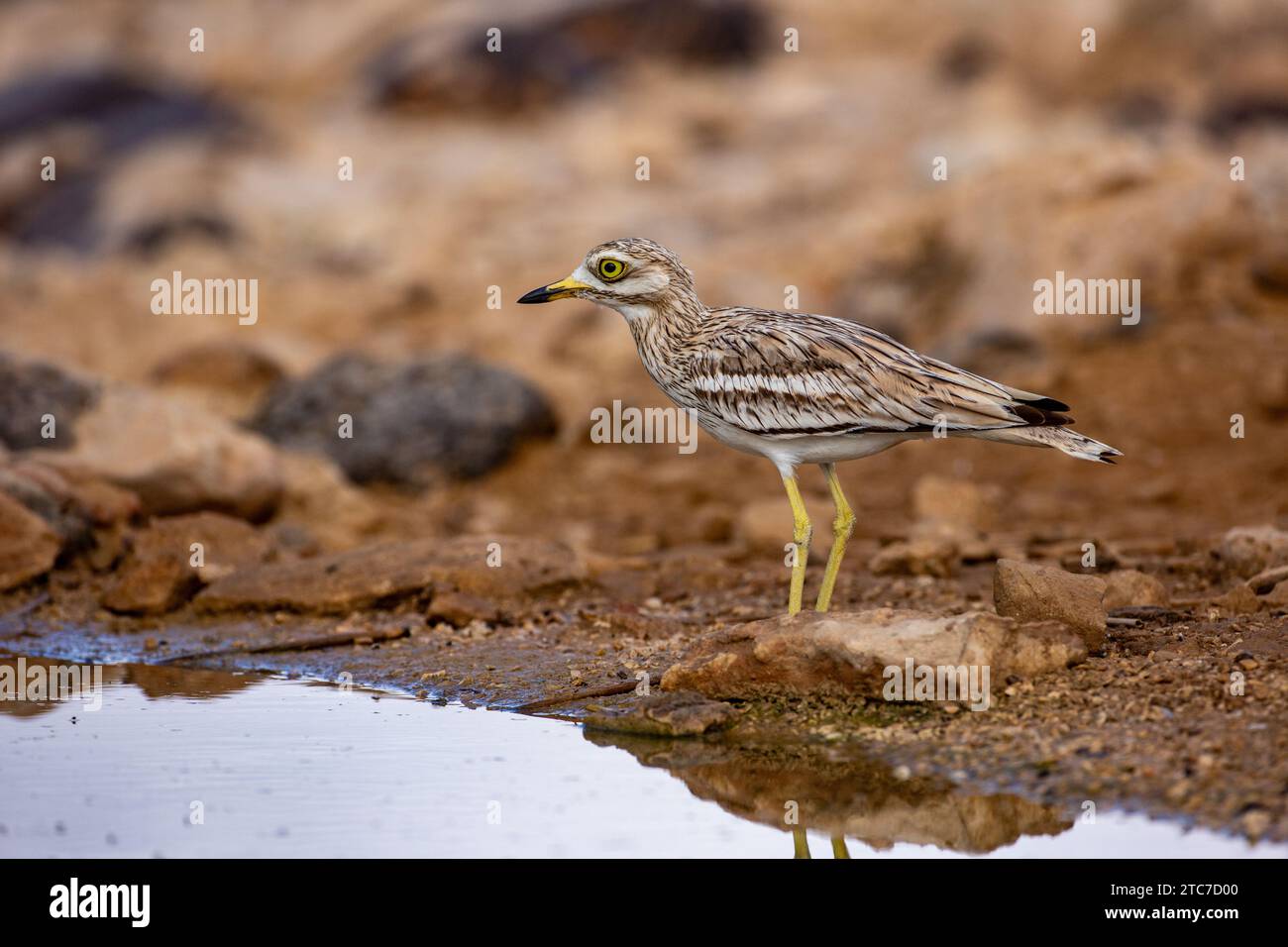 Courlis de pierre (Burhinus oedicnemus) sur le sol. Près d'une source d'eau, cet échassier se trouve dans les garriches ouvertes sèches d'Europe, d'Afrique du Nord et de sou Banque D'Images