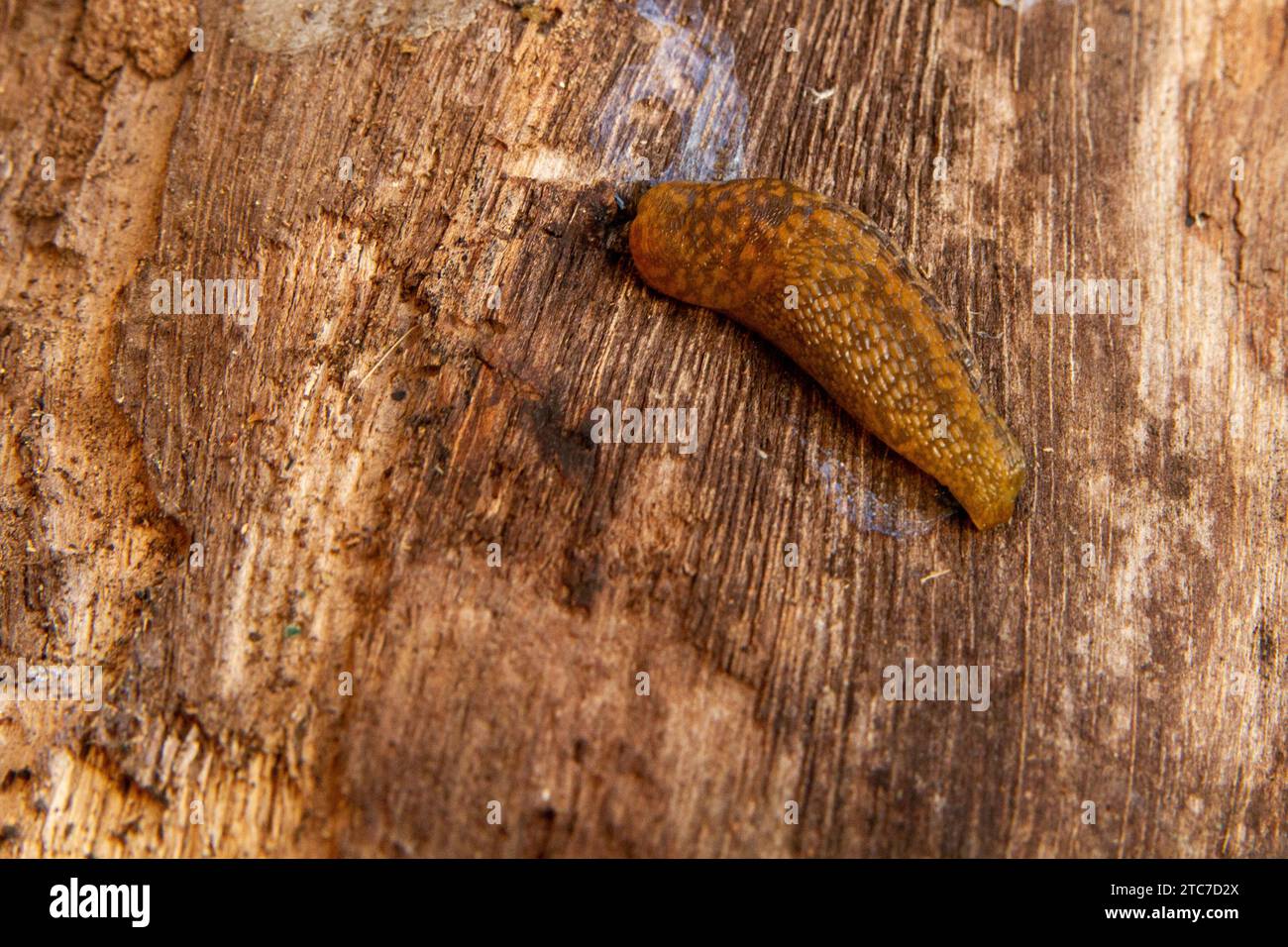 Limacus flavus, communément appelé limace de cave, limace jaune, ou limace de jardin tawny, est une espèce moyenne à grande de limace terrestre respirant l'air, Banque D'Images