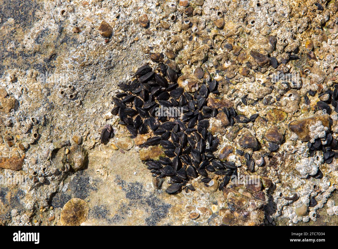 Œufs de la limace jaune Limacus flavus, communément appelé limace de cave, limace jaune, ou limace de jardin tawny, est une espèce moyenne à grande Banque D'Images