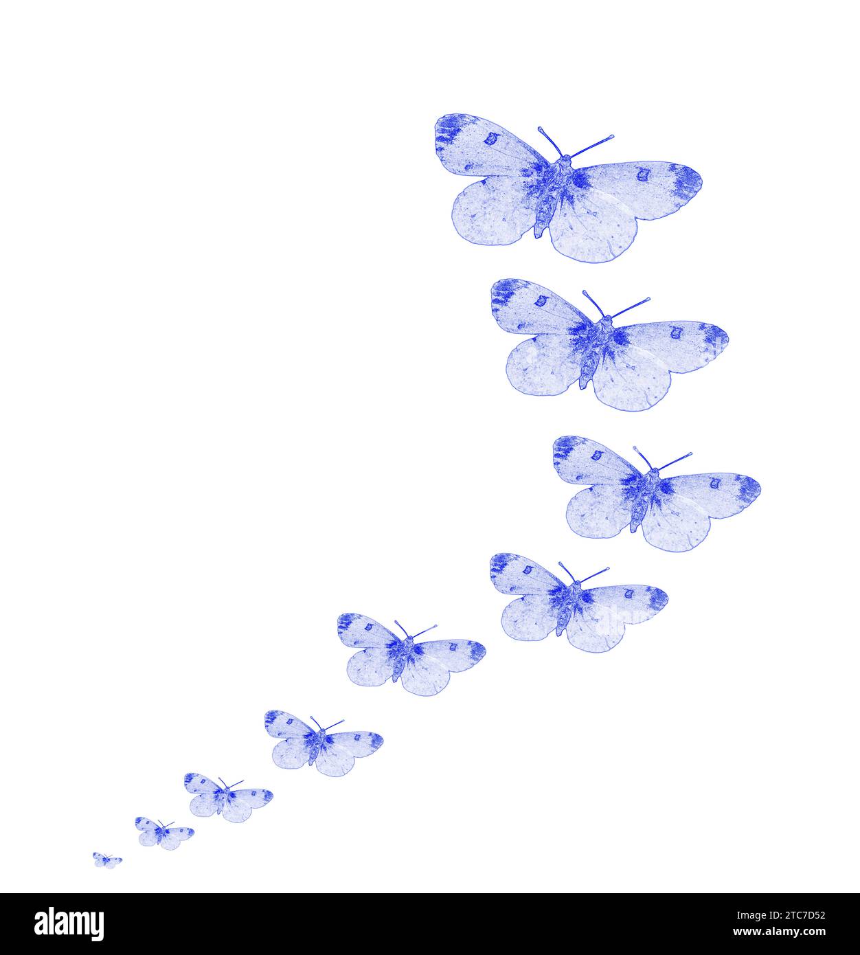 Illustration d'une ligne de papillons bleus en expansion sur fond blanc Banque D'Images