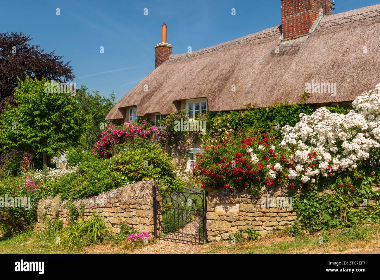 Chalet idyllique au chaume et jardin fleuri coloré dans le village de Powerstock, Dorset, Angleterre. Été (juin) 2023. Banque D'Images