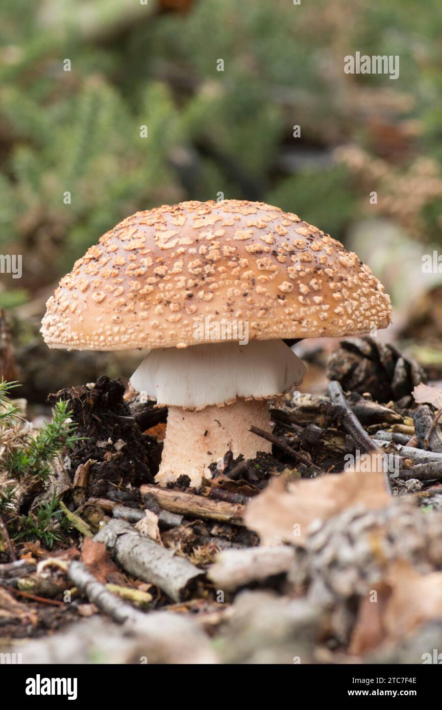 Amanita rubescens, le blush, vue au niveau du sol montrant tige, jupe, anneau et casquette, octobre, Royaume-Uni Banque D'Images