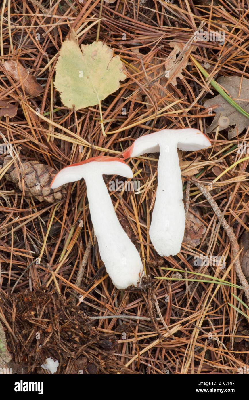 Le malade, Russula emetica, Emetic russula, vomissant russula, non enraciné, coupé en deux, octobre Banque D'Images