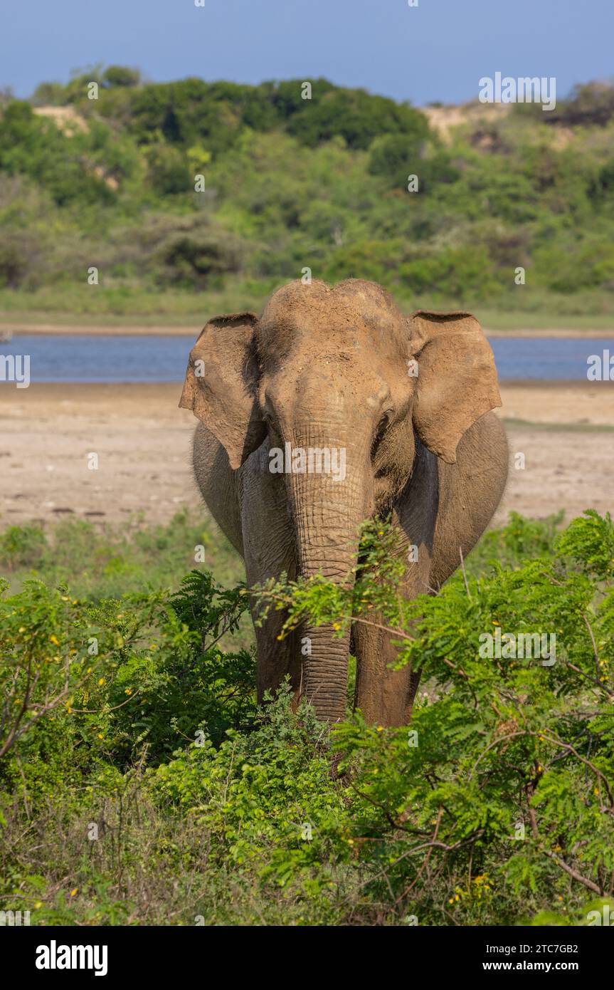 Un éléphant asiatique - photographié dans le parc national de Yala - Sri Lanka Banque D'Images