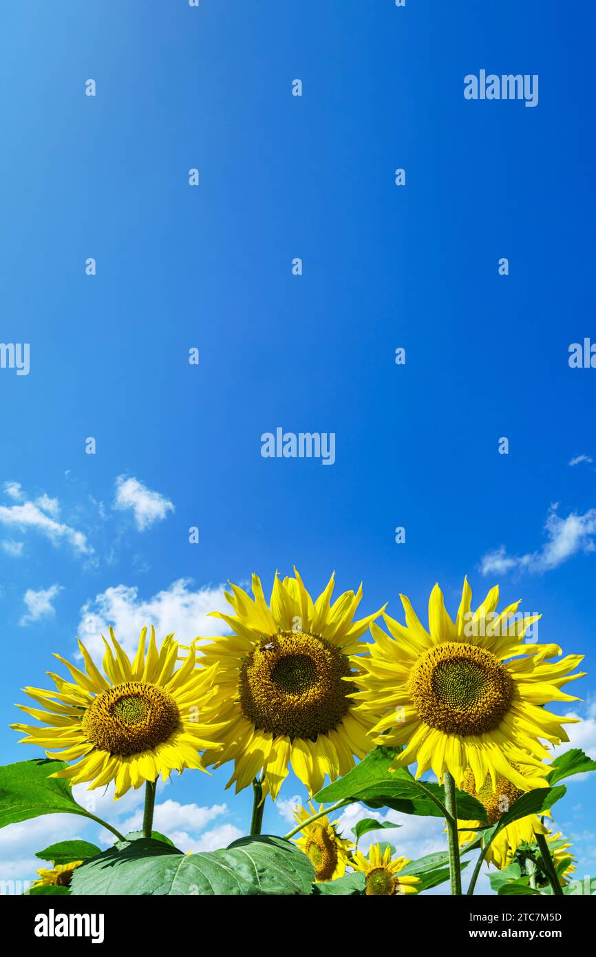 Trois tournesols jaunes brillants sur fond de ciel bleu d'été avec espace de copie vertical Banque D'Images