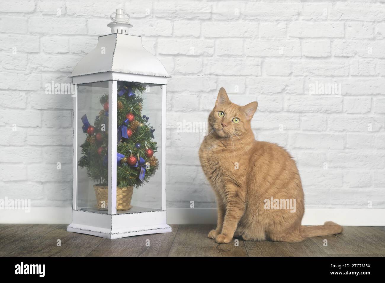 Mignon chat rouge assis à côté d'un petit arbre de noël et regardant drôle à la caméra. Banque D'Images