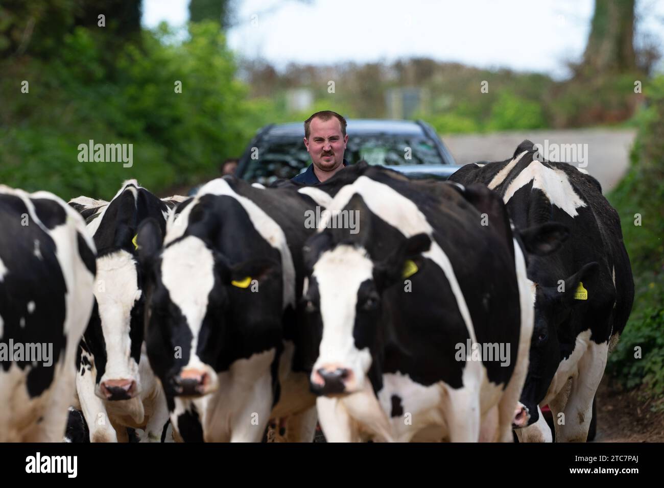 Holstein Friesian Cow (Bos Taurus) Devon Royaume-Uni avril 2017 Draving down Road aucune sortie disponible Banque D'Images