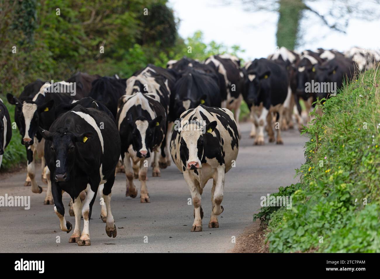 Holstein Friesian Cow (Bos Taurus) Devon Royaume-Uni avril 2017 Draving down Road aucune sortie disponible Banque D'Images