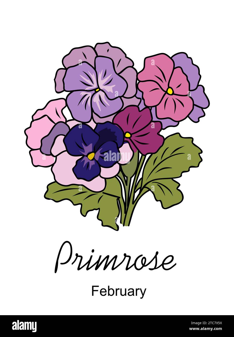 Primrose février mois de naissance fleur vecteur art. Illustration de Vecteur