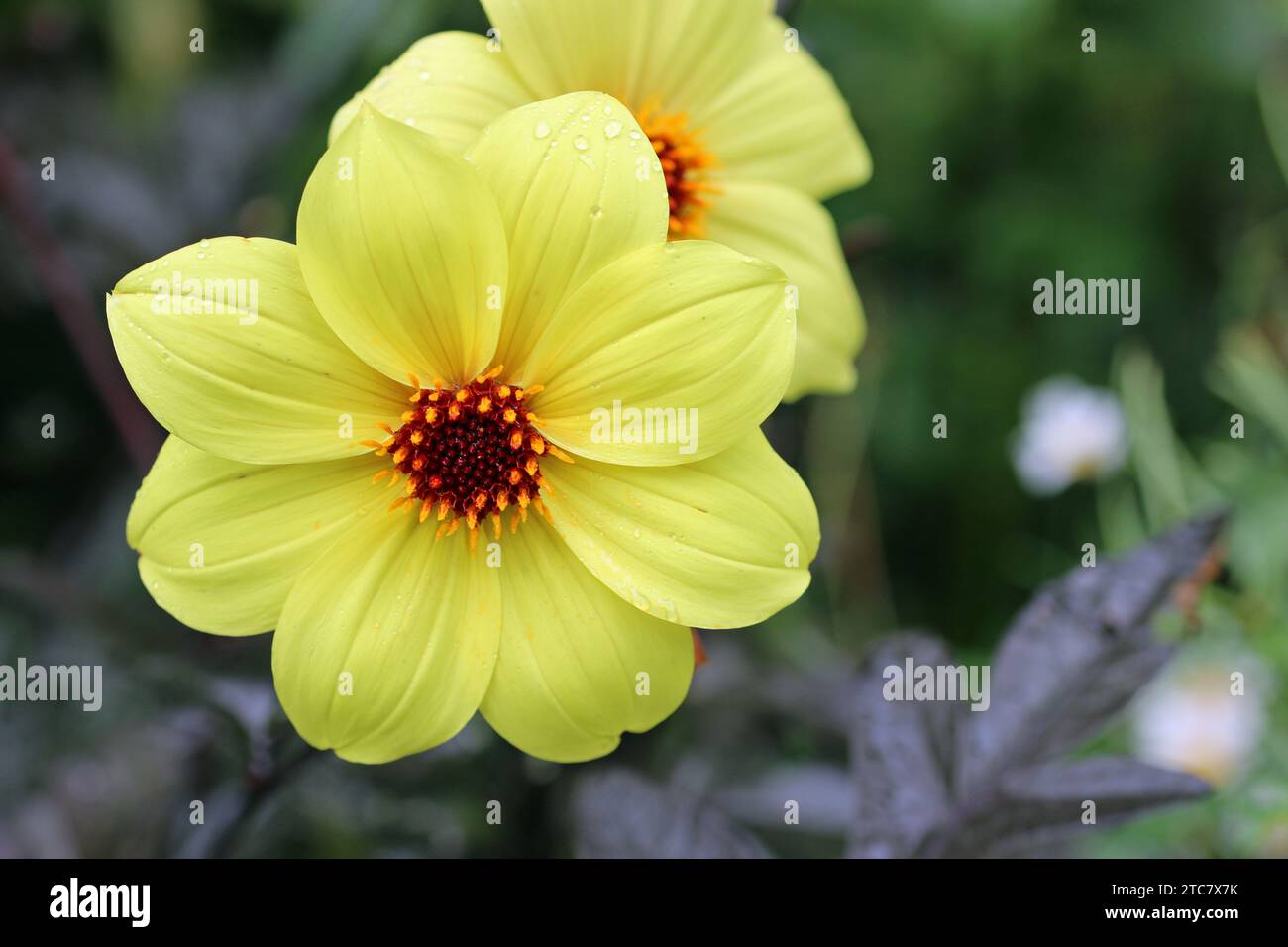 Fleur de dahlia jaune à fleurs uniques, d'espèce et de variété inconnues, en gros plan avec un fond de feuilles violettes foncées floues. Banque D'Images