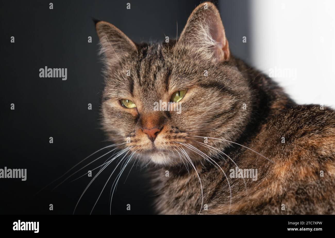 Portrait rapproché d'un chat avec un soleil doux. Animaux de compagnie Banque D'Images