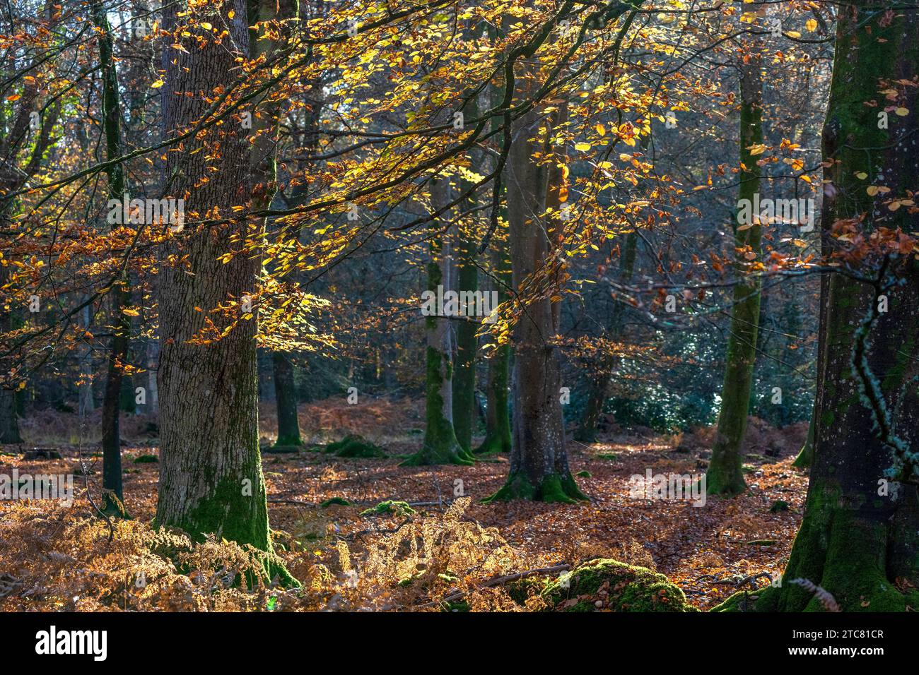 Couleurs automnales par une matinée ensoleillée près de Rhinefield Ornamental Drive dans le parc national de New Forest, Hampshire, Angleterre, Royaume-Uni Banque D'Images