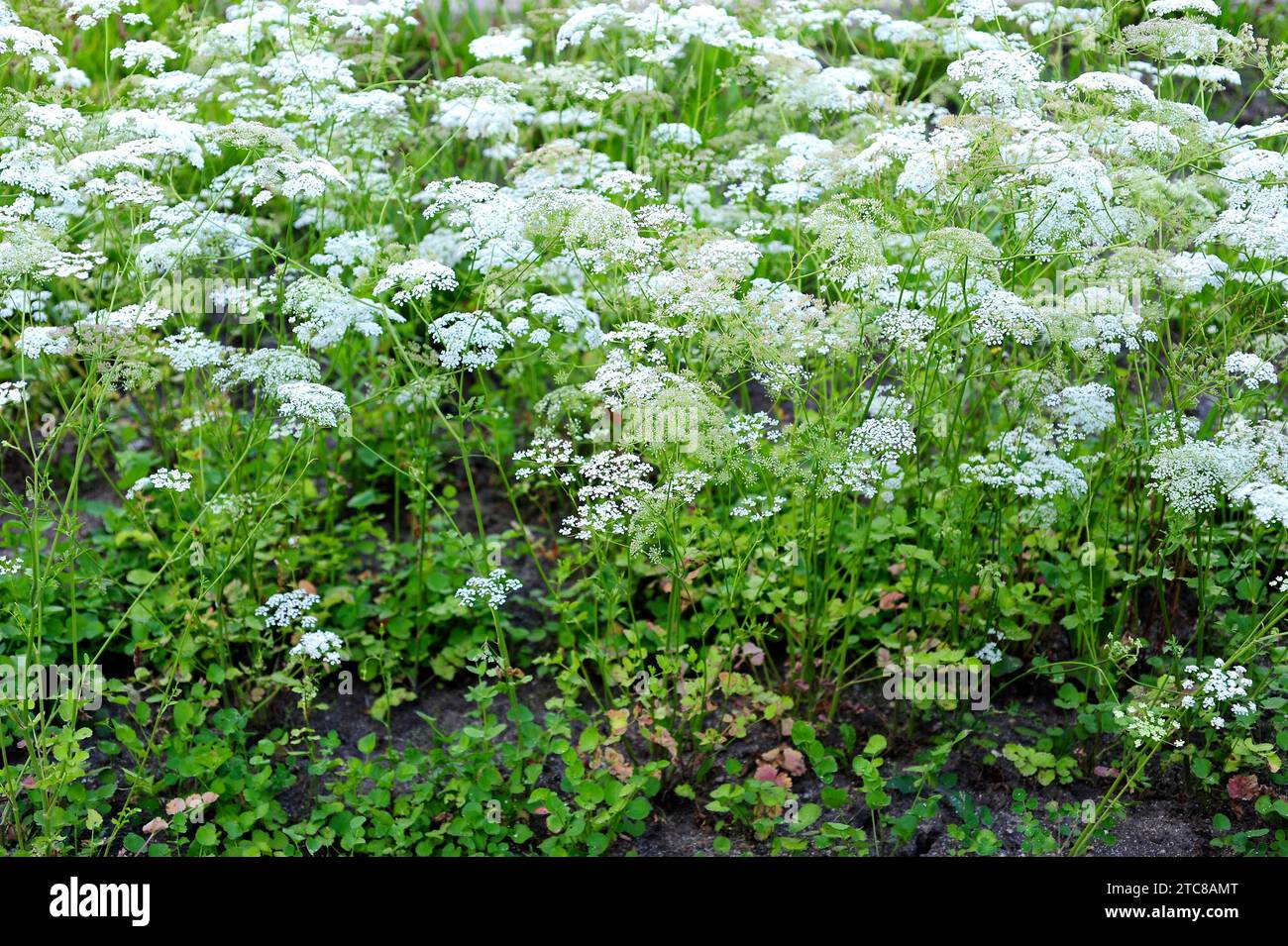 L'anis (Pimpinella anisum) est une plante annuelle comestible originaire de la région de l'est de la Méditerranée et de l'Asie du Sud-Ouest. Banque D'Images