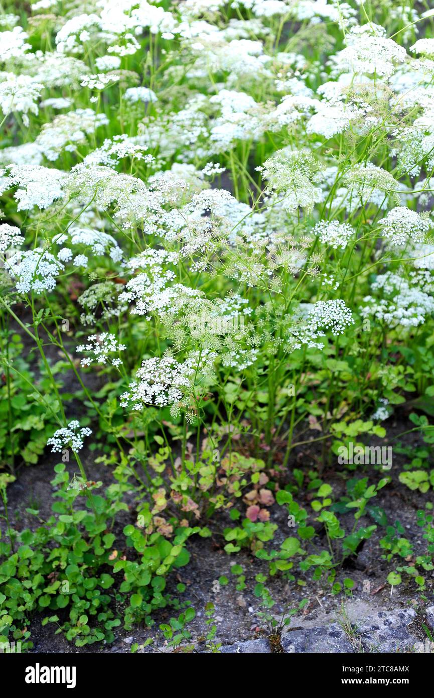 L'anis (Pimpinella anisum) est une plante annuelle comestible originaire de la région de l'est de la Méditerranée et de l'Asie du Sud-Ouest. Banque D'Images