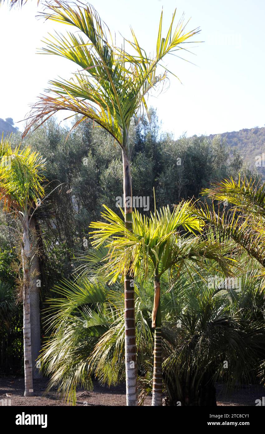 Le palmier areca ou palmier bétel (Areca catechu) est un palmier originaire du sud-est asiatique mais est cultivé dans de nombreuses régions tropicales pour ses stimulants noix (con Banque D'Images