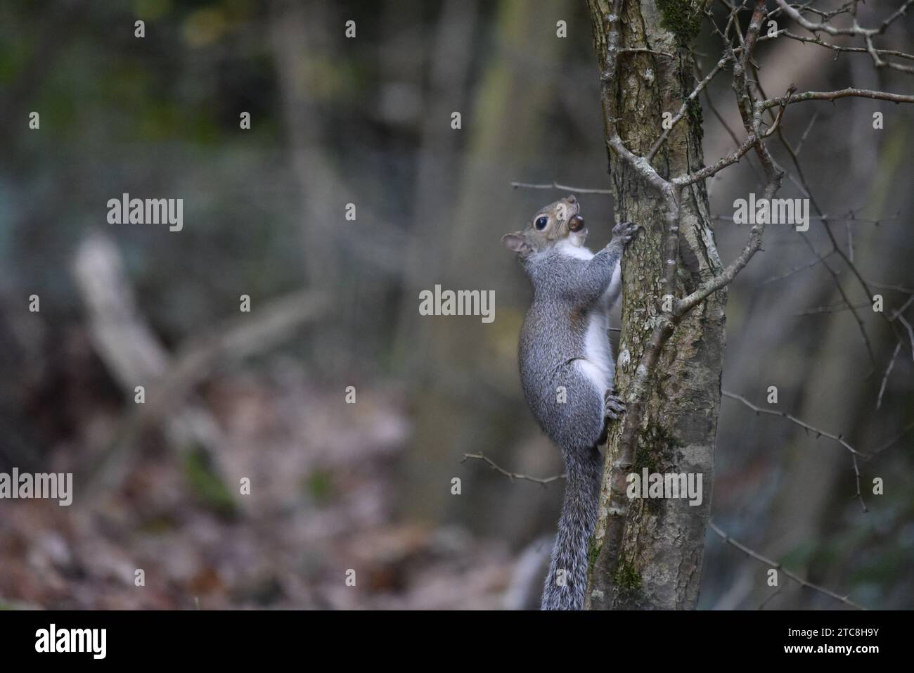 Avant-plan droit image d'un écureuil gris (Sciurus carolinensis) grimpant un tronc d'arbre à droite de l'image, avec un gland dans sa bouche, prise au Royaume-Uni Banque D'Images