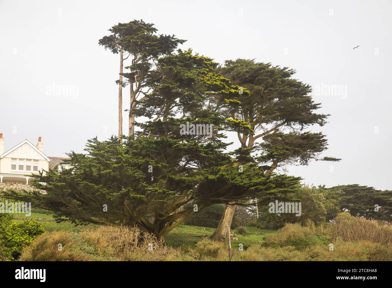Poldhu, Cornouailles, le 11 décembre 2023, Un cyprès de Monterey entouré par le temps terne et lamentable. Il y avait encore de l'écume de mer sur la plage de toutes les mers agitées récentes. Crédit : Keith Larby/Alamy Live News Banque D'Images