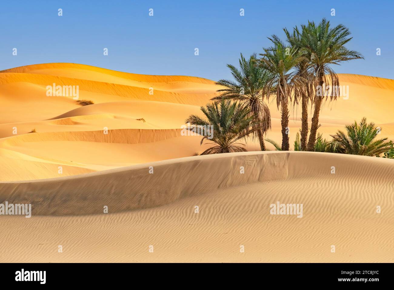Palmiers dattiers (Phoenix dactylifera) dans les dunes de sable balayées par le vent de l'Erg Chebbi dans le désert du Sahara près de Merzouga, Drâa-Tafilalet, Errachidia, Maroc Banque D'Images