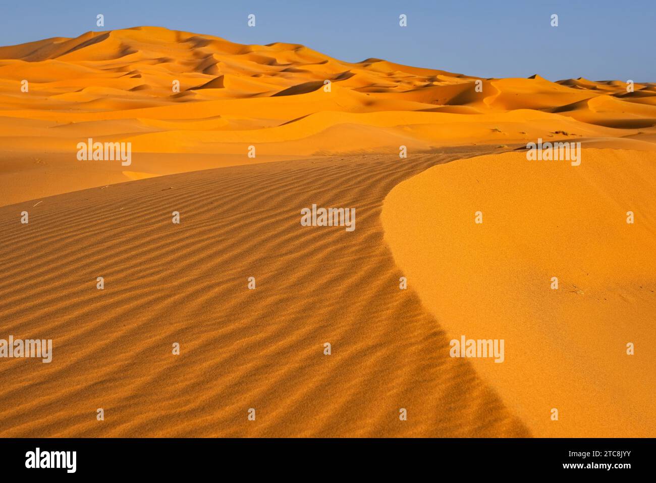 Le sable ondule sur la dune de sable balayée par le vent de l'Erg Chebbi dans le désert du Sahara au coucher du soleil près de Merzouga, Drâa-Tafilalet, Errachidia, Maroc Banque D'Images