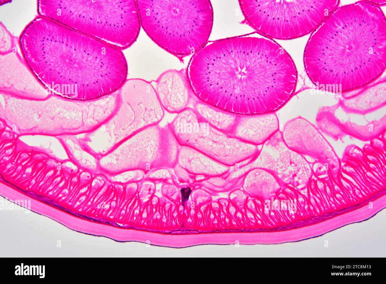 Ascaris lumbricoides femelle montrant la cuticule, l'épithélium, le canal excréteur, le pseudocoelome et les ovaires. Microscope optique X150 à 10 cm de large. Banque D'Images