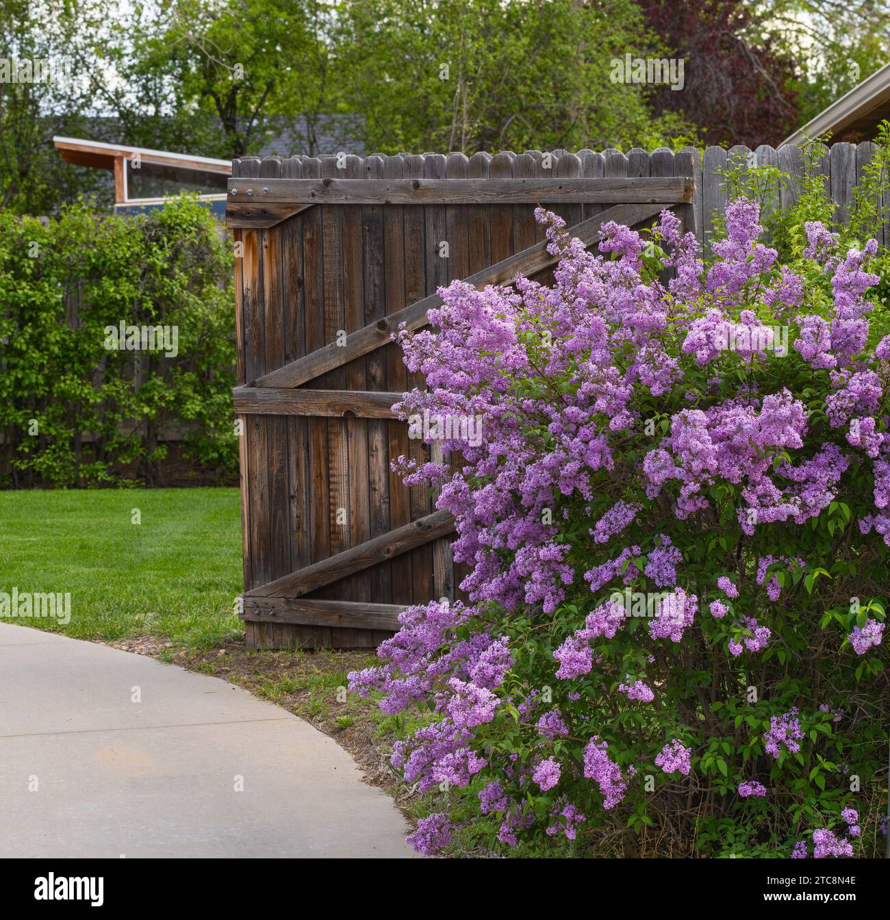 Un buisson de lavande en pleine floraison à l'entrée de l'allée d'une maison pendant le printemps. Banque D'Images