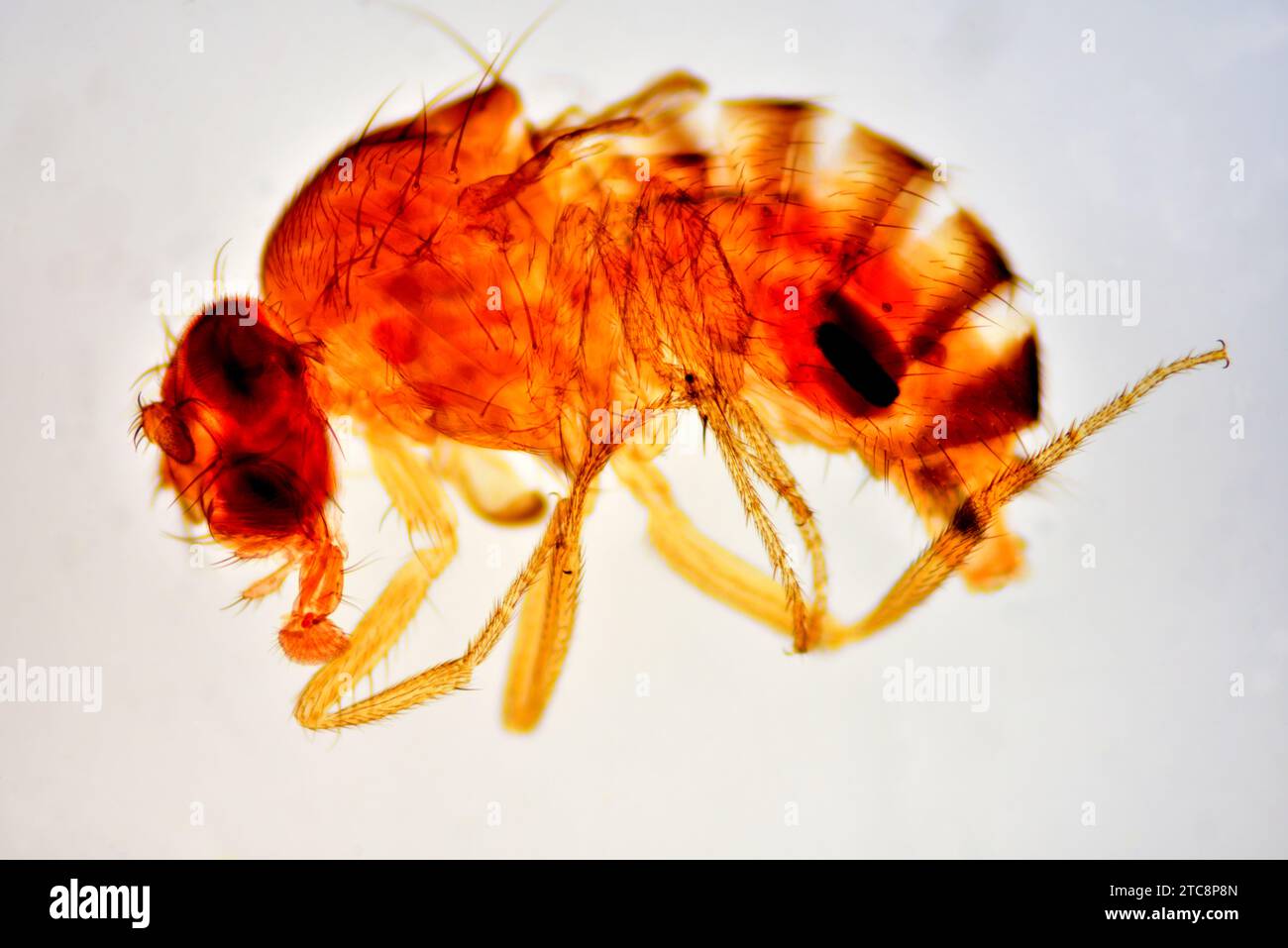 Spécimen complet de mouche à vinaigre ou de mouche à fruits (Drosophila melanogaster). Microscope optique X450 à 10 cm de large. Banque D'Images