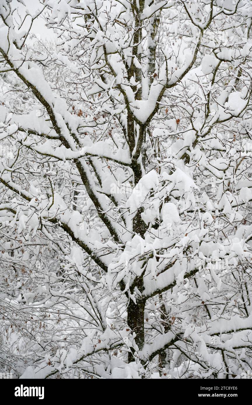 Arbre en hiver avec neige, Carl-Orff-Bogen-Park, Munich, Bavière, Allemagne Banque D'Images