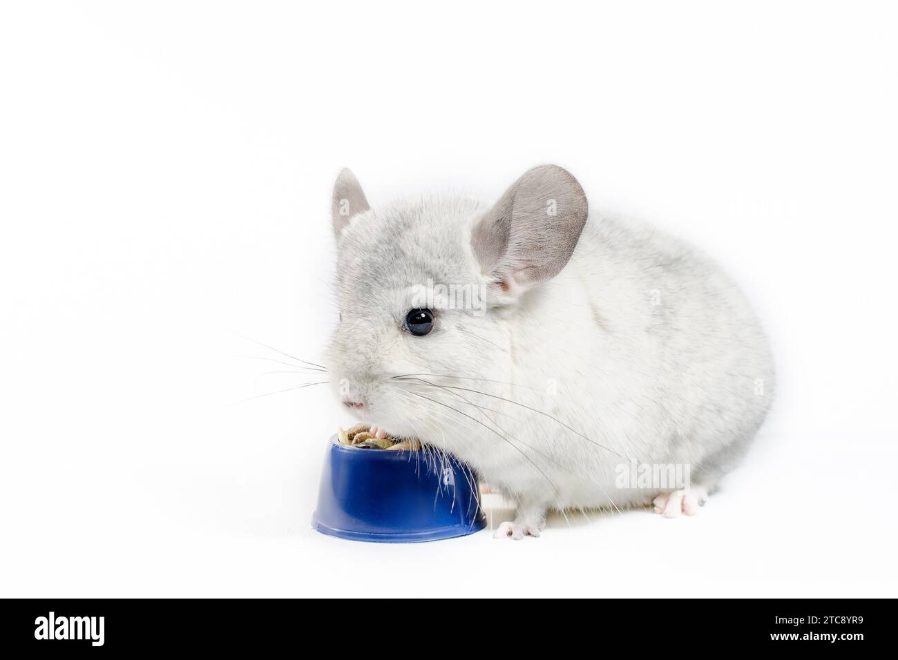Le chinchilla blanc mange sa nourriture dans un bol bleu sur fond blanc Banque D'Images