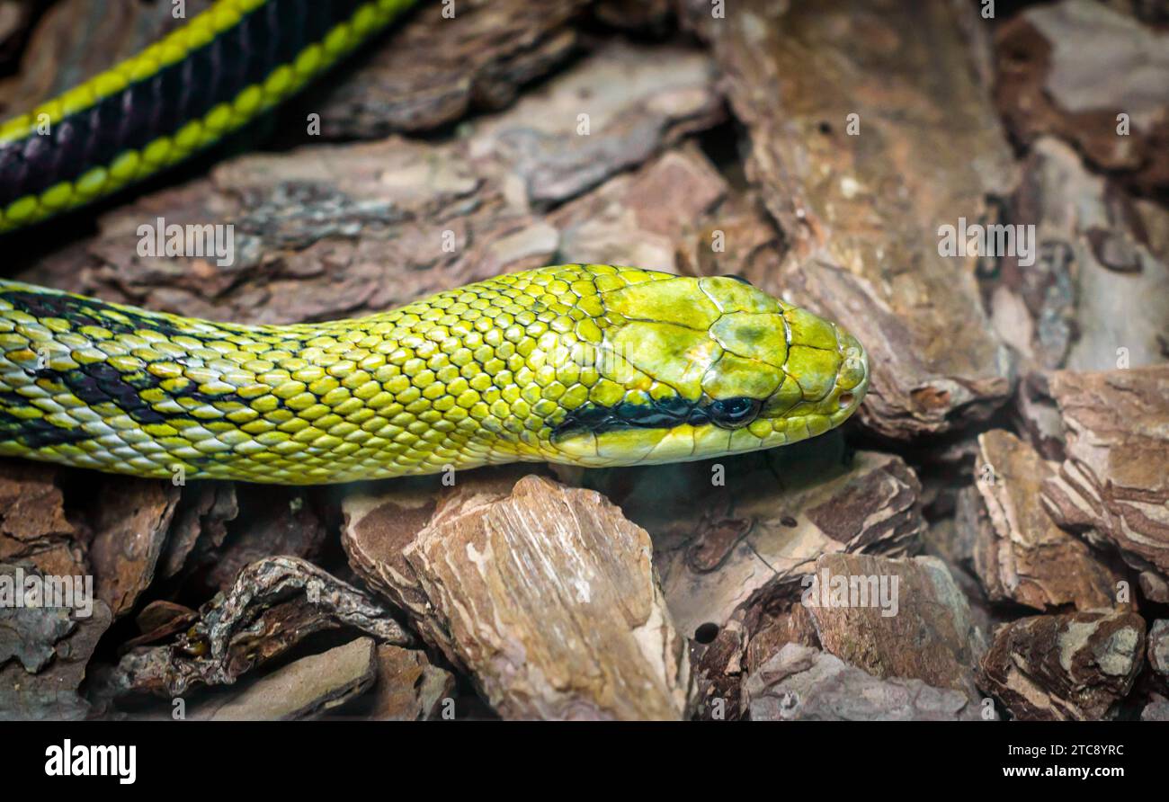 Tête de serpent vert et yeux rapprochés Banque D'Images
